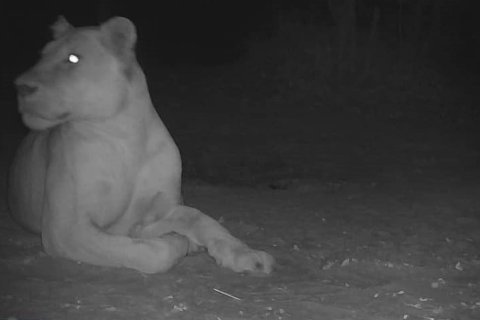 Im Sena-Oura-Nationalpark im Tschad wurde der erste Löwe nach zwanzigjähriger Abwesenheit gesichtet.