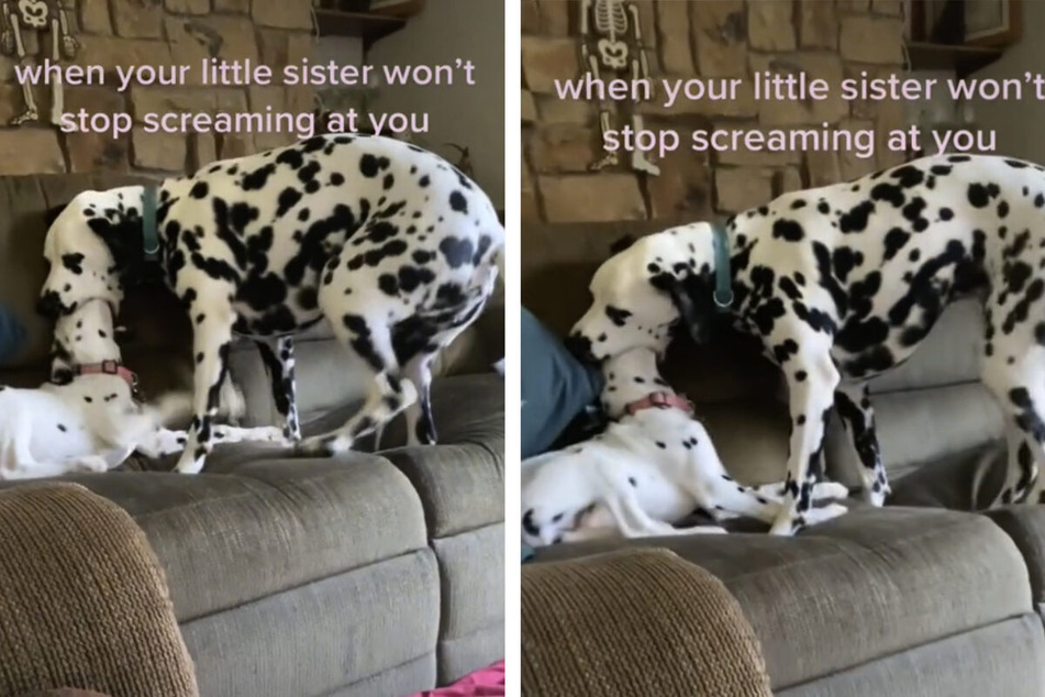 This dog had had enough of the puppy's yapping and had a dramatic reaction