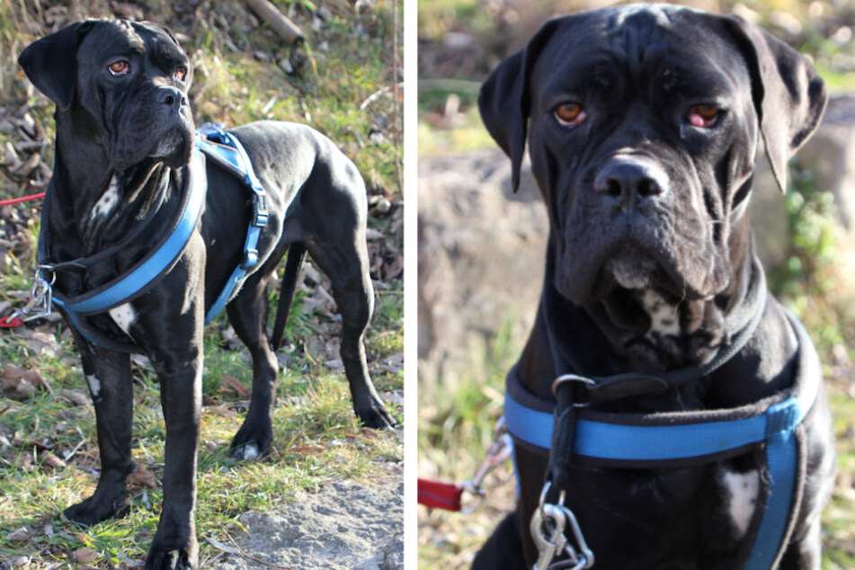 Cane Corso Hündin Paula.