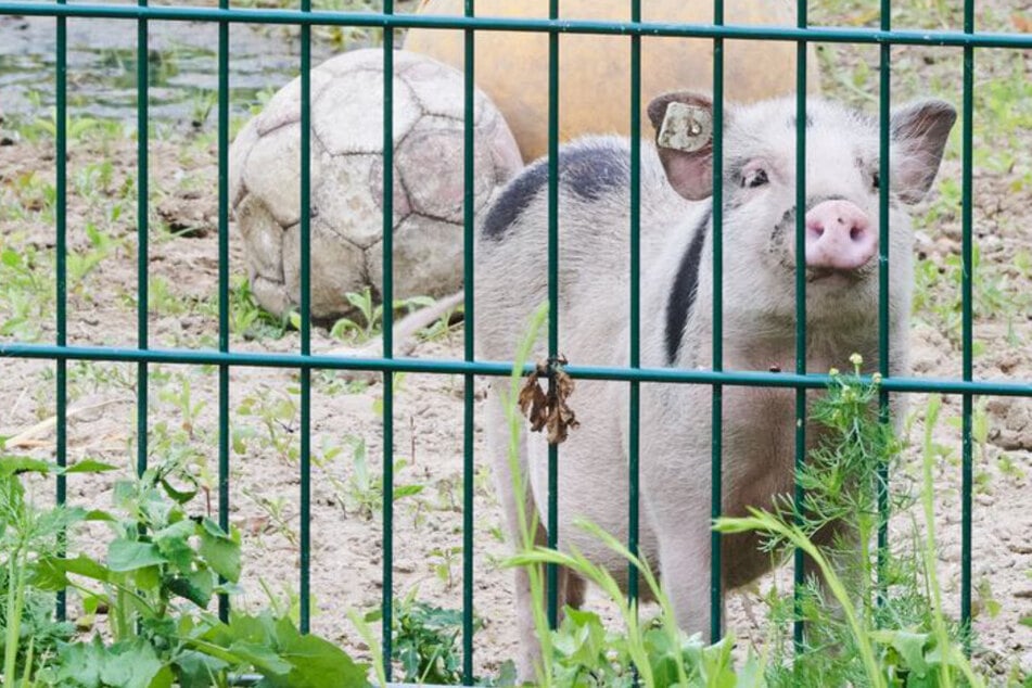 Kein Schwein im 4. Stock: Gericht verbietet Haltung in Berliner Altbau
