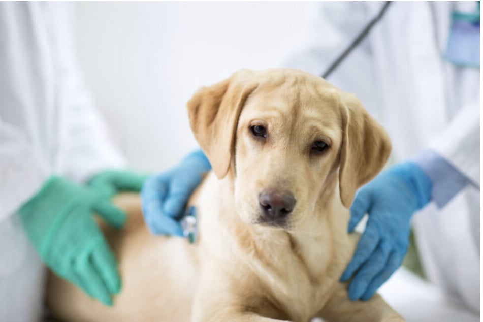 Impfungen und regelmäßige Tierarztbesuche sind wichtig für Hund, Katze und Co. - auch wenn die Kosten dafür aktuell steigen. (Symbolbild)