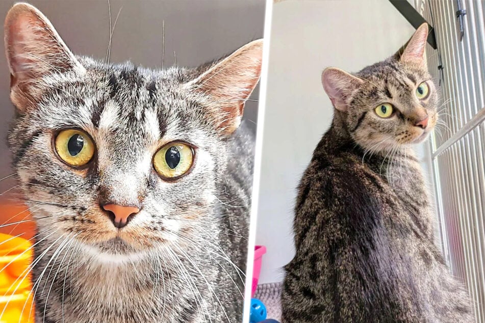 Kaum Anfragen für diese süße Katze: Emilie wartet auf ihr Happy End