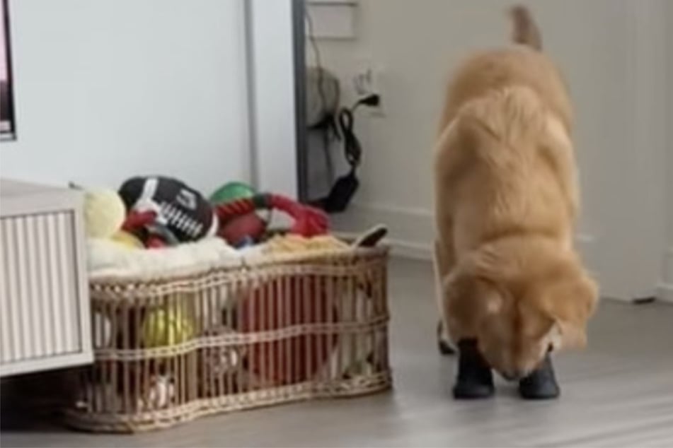 Golden Retriever trägt zum ersten Mal Schuhe: Seine Reaktion begeistert so viele