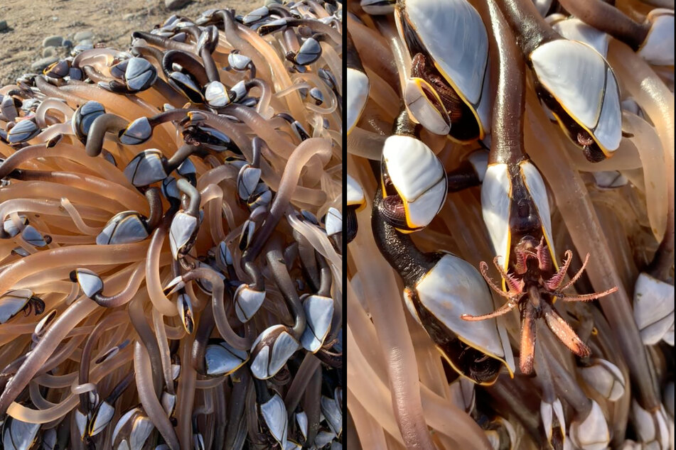 Tentacle bodies, shell heads and small tentacles with spikes on them: These creatures look as if they came from another planet.