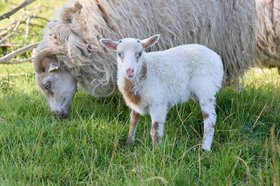 Schaf-Mama "Selma" und "Flumo". Ist der kleine Bock tatsächlich eine Schiege?