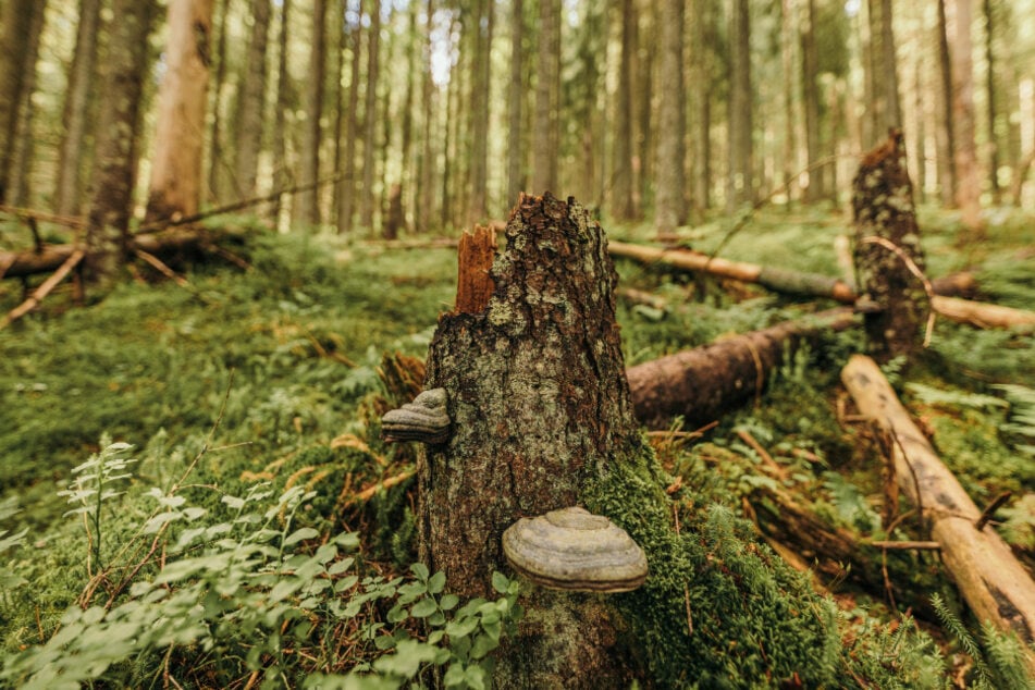 In Schwarzenberg wurden mehrere Bäume beschädigt und geklaut. (Symbolbild)