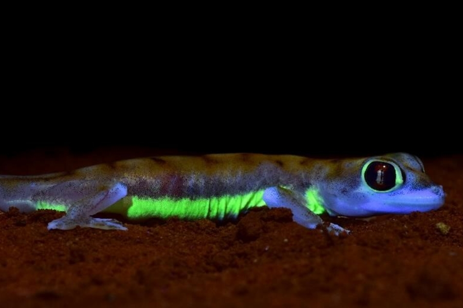 Neon-grün fluoreszierende Streifen haben Münchner Forscherinnen und Forscher bei Wüstengeckos entdeckt.