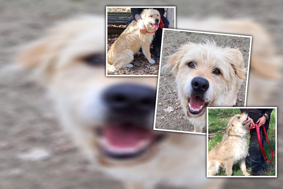 Einfach zurückgelassen? Traumhund Lenny möchte nicht länger allein sein