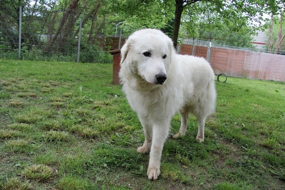Die Troisdorfer Tierretter suchen ein ruhiges Zuhause bei lieben Hundefreunden für ihren Schützling.