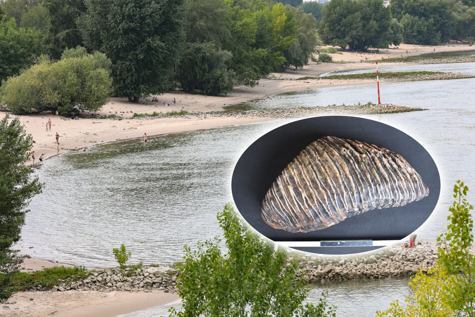 Mammut-Hammer am Rhein: Düsseldorfer findet uralten Zahn
