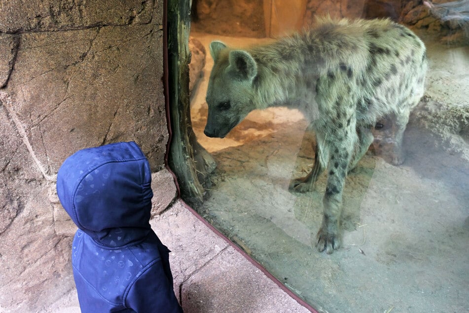 Nichts für schwache Nerven: Mit den Tüpfel-Hyänen im Tierpark kann man auf Tuchfühlung gehen.