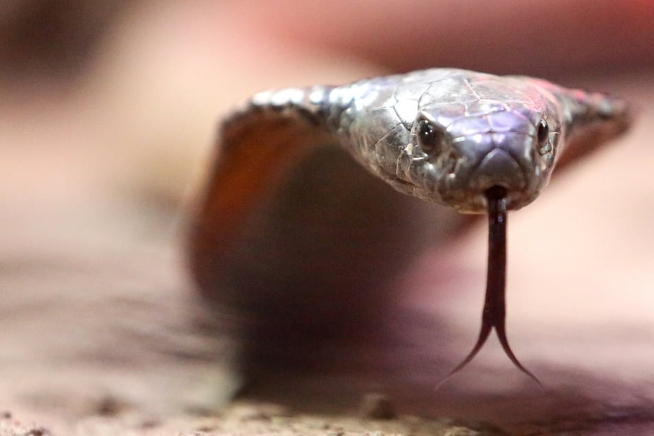 60-Jähriger entfernt Giftschlange von seinem Freund und wird selbst gebissen