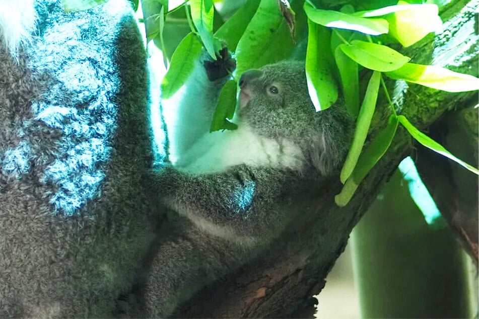 Die Kleine lässt es sich mit dem Lieblings-Eukalyptus gutgehen.