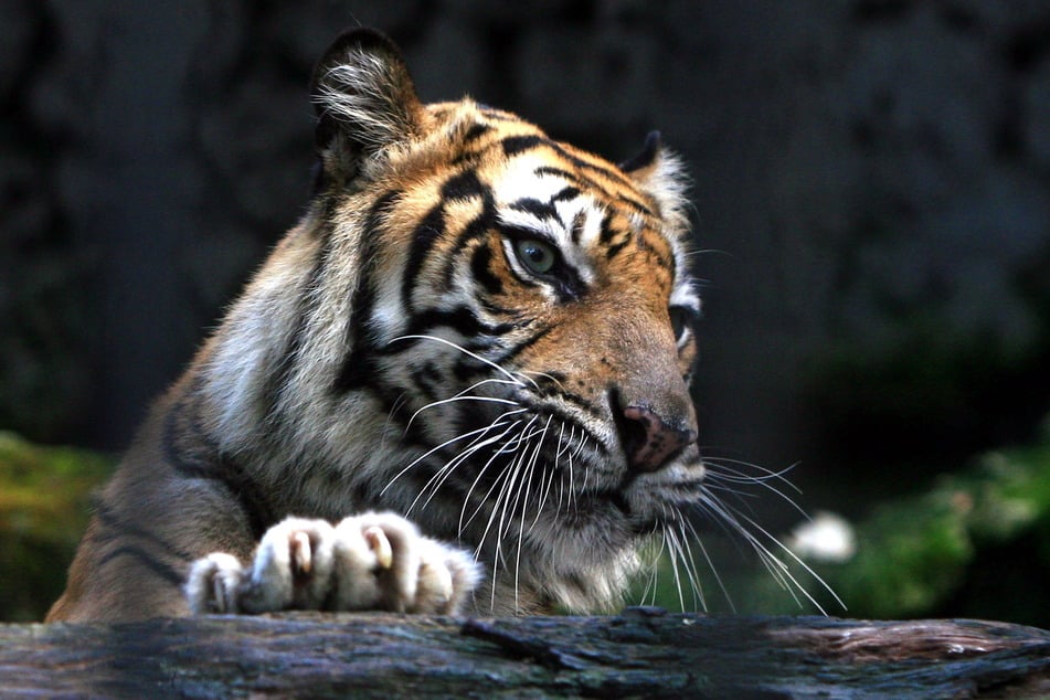 Harimau Sumatera (Panthera tigris sumatrae) di kandang di Kebun Binatang Surabaya.