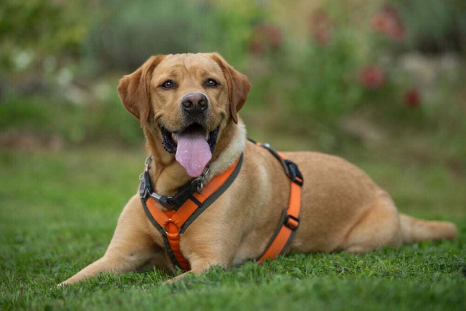 Labrador Mr. Sam kennt die gängigen Grundkommandos, trotzdem bringt er auch Herausforderungen mit sich.
