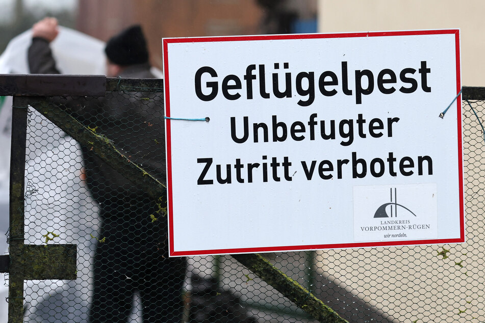 Im Landkreis Wittenberg herrscht bis auf Weiteres eine Stallpflicht für Geflügel. (Symbolbild)