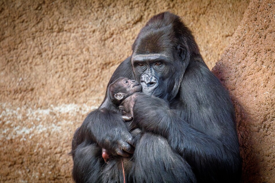 Gorilla-Dame Duni hält ihren Nachwuchs im Arm.