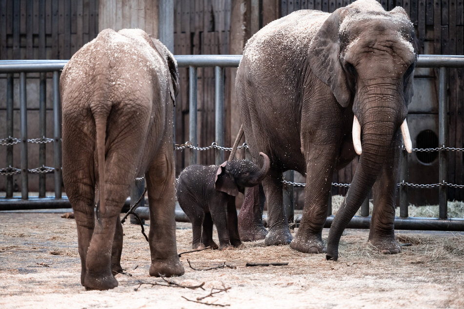 Elefantenjunge "Tsavo" steht mit Mutter "Sweni" im Gehege im Zoo. In freier Wildbahn werden die Tiere wegen ihres Elfenbeins gejagt, ihre Lebensräume durch den Menschen eingeschränkt.