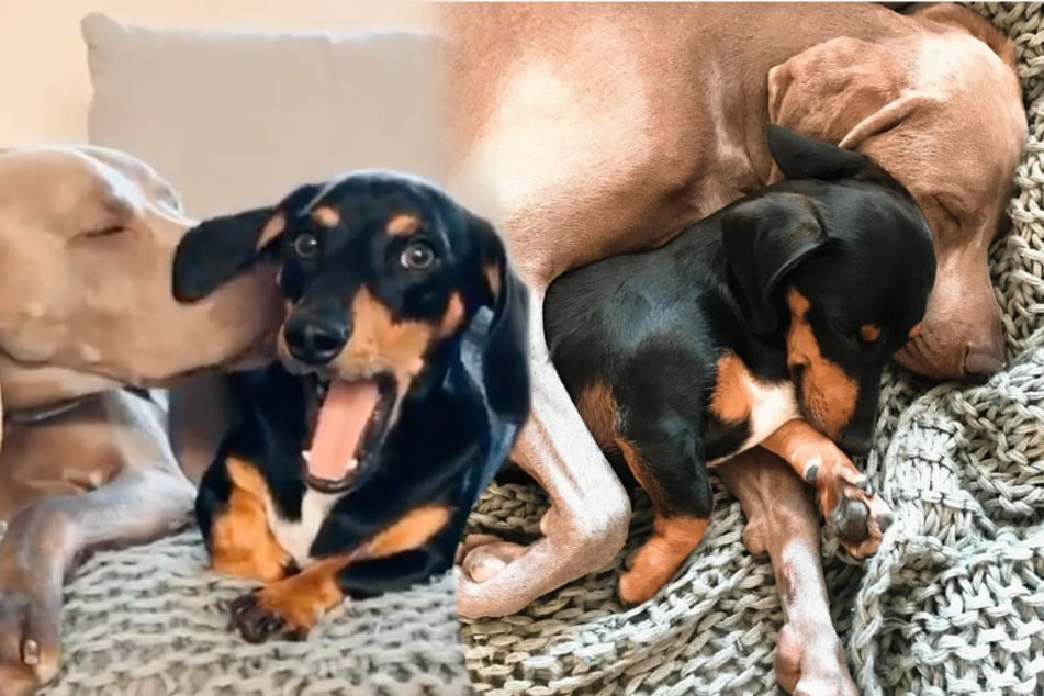 Arnold (l.) and Frank are inseparable (collage).