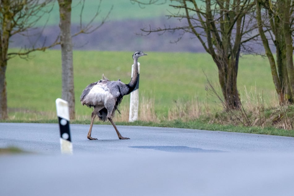 Auch die Nandus im Westen Mecklenburg-Vorpommerns sind eine invasive Art. (Archivbild)