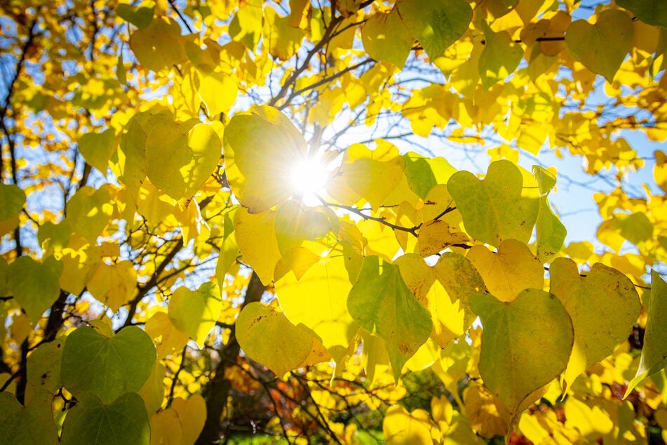 Der Tharandter Forstgarten ist im Herbst ein Muss!