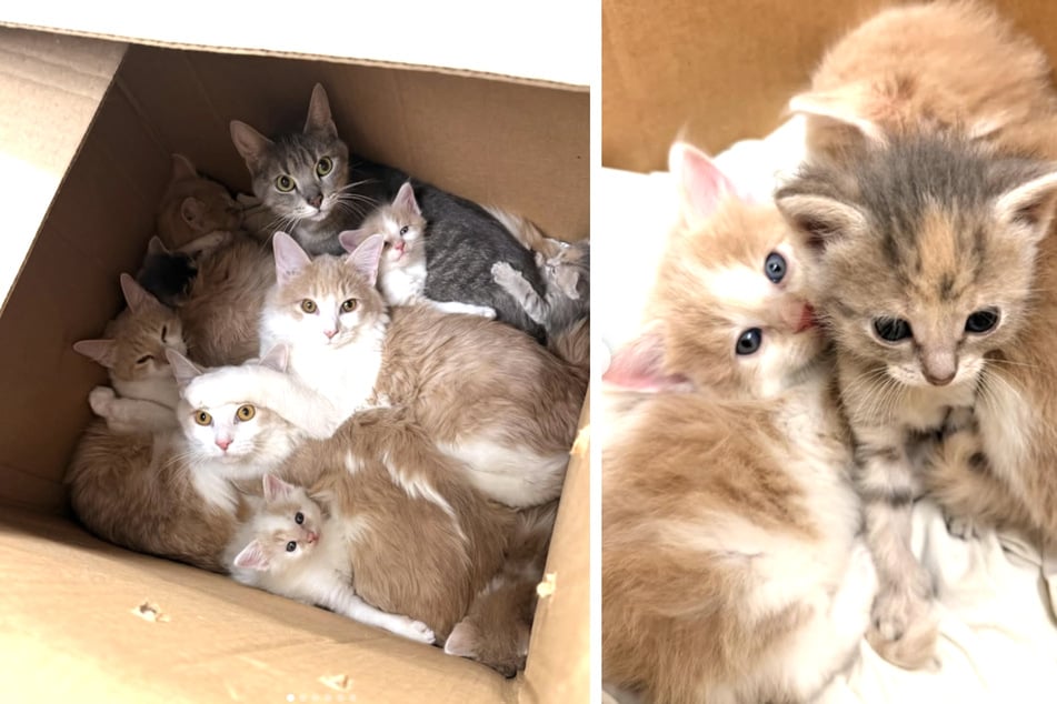 Im Inneren der Pappbox befanden sich insgesamt zehn Katzen, darunter auch Babys.