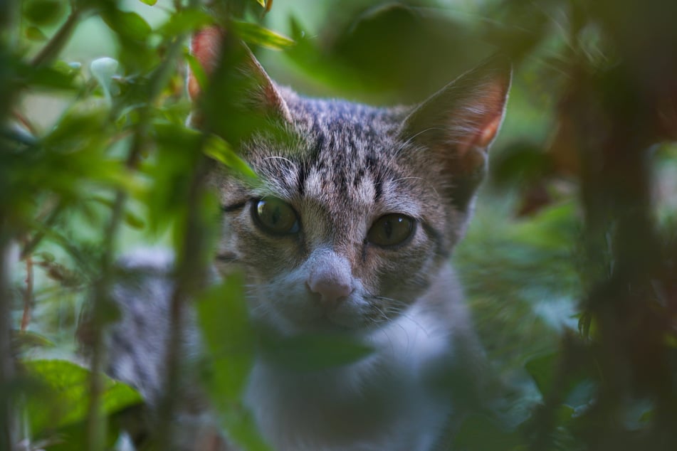 Eigentlich wollen sie in die Berge fahren, doch als bei einer Pause ihre geliebte Katze davonläuft, schmeißt eine Familie ihre Pläne über den Haufen ... (Symbolfoto)