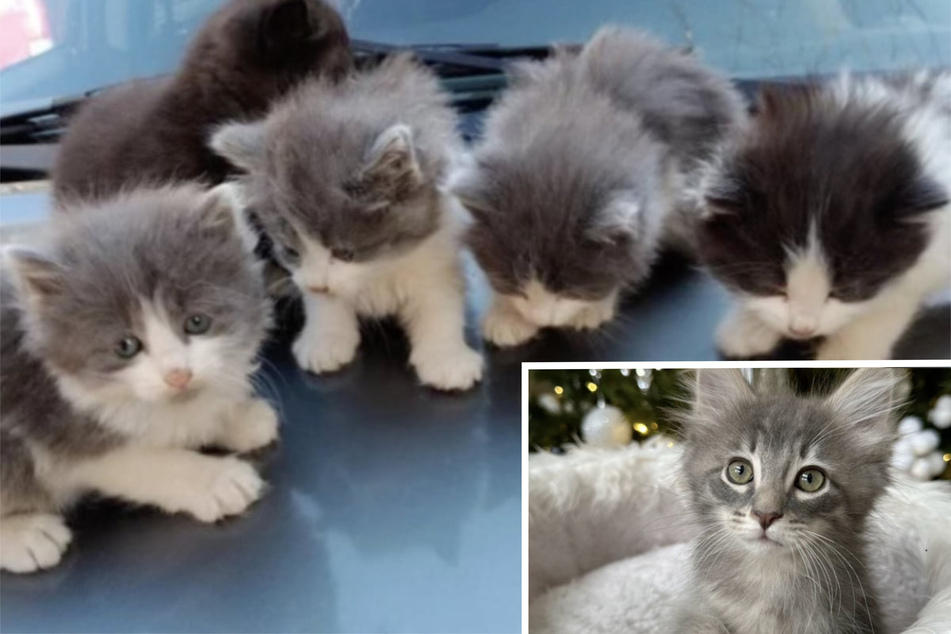 Freezing cat family makes for "Christmas cuties" with new TV names!