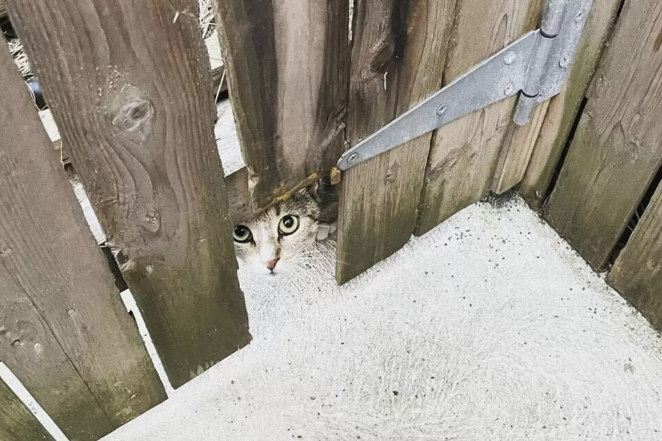 This stray cat found someone willing to help her and her kittens.