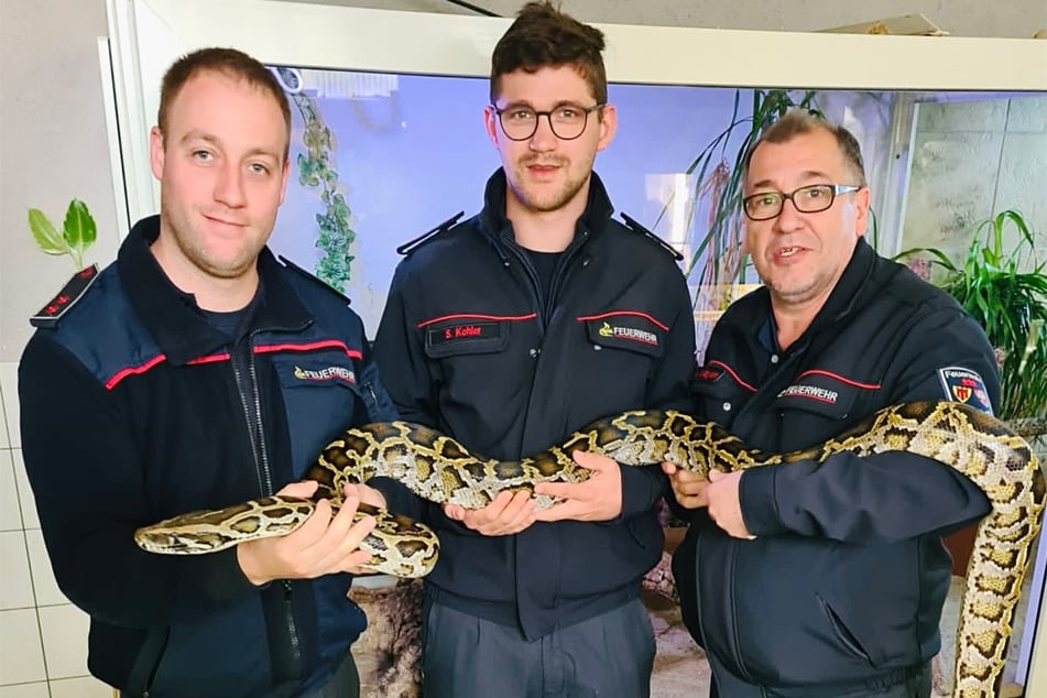 Da ist das stolze Exemplar: Gleich drei Feuerwehrleute mussten zupacken, um das Reptil in seiner vollen Größe zu präsentieren.