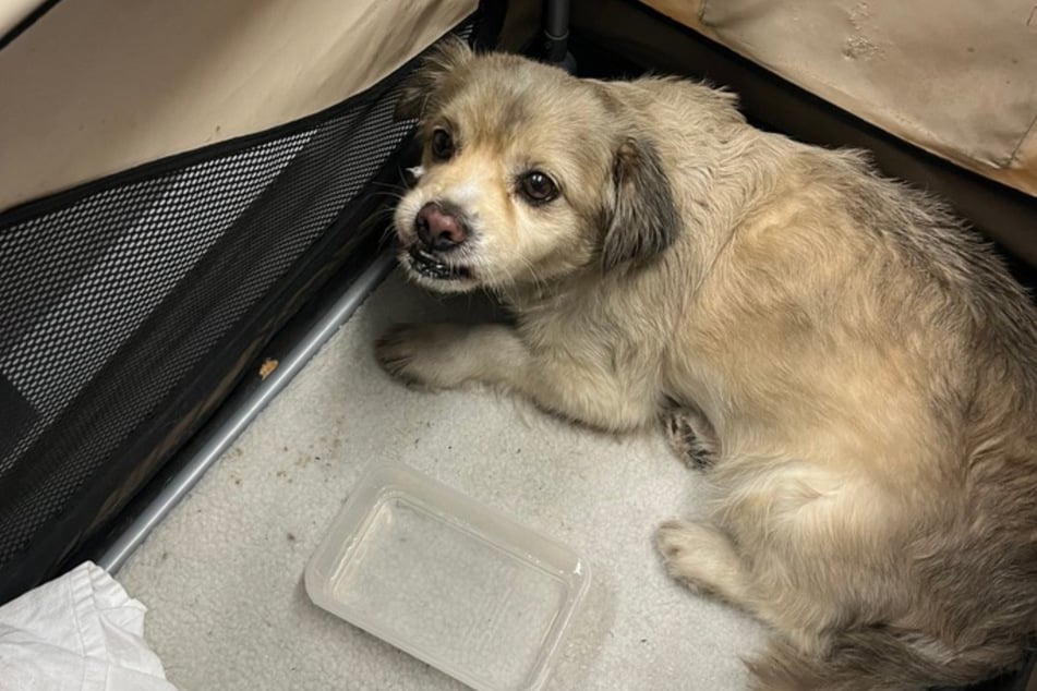 Tagelang umherirrender Hund läuft Passantin zu: Was dann passiert, sorgt für ein Happy End