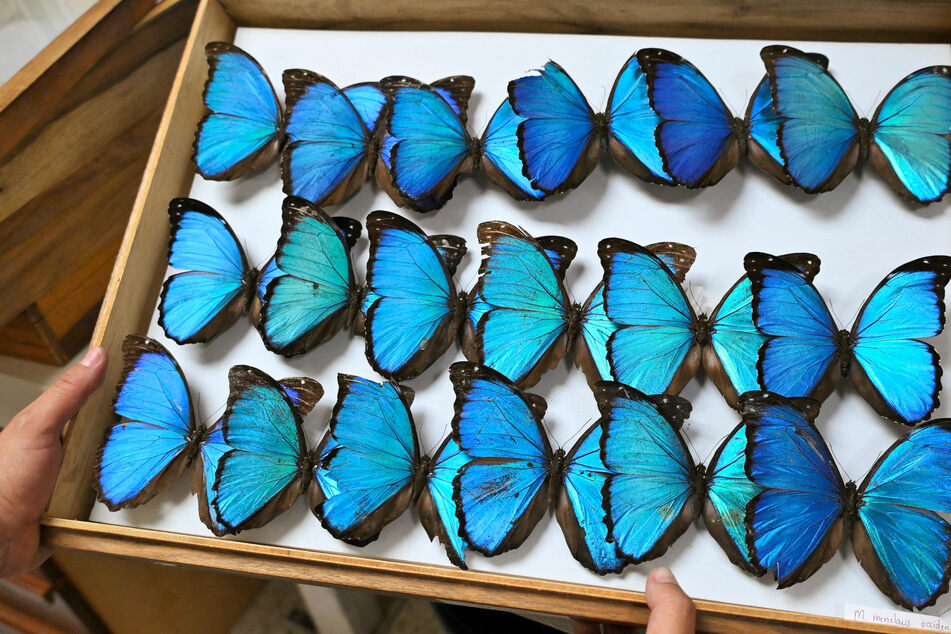 Biologists in the Ecuadoran Amazon have been monitoring butterfly numbers as the pollinators become increasingly threatened by climate change.