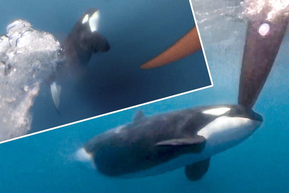 Angriffe beim Ozean-Rennen: Orcas attackieren Wassersportler