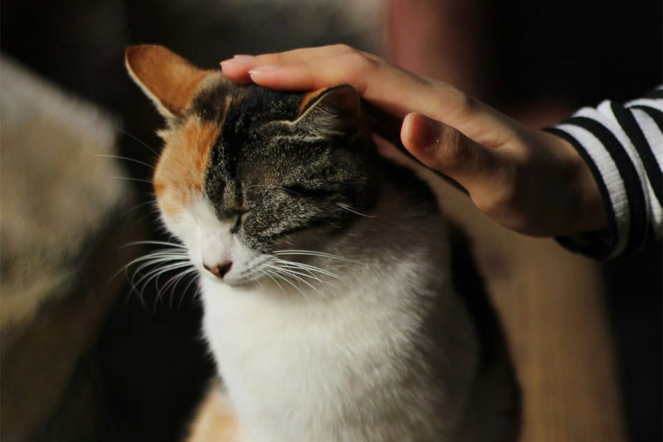 Cats love to be petted – but not against the grain of their fur.
