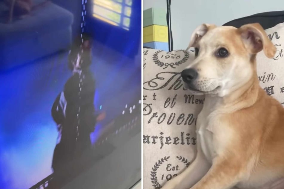 Sandy the dog is convinced that the characters in the iconic movie Grease are talking directly to her in this adorable video.