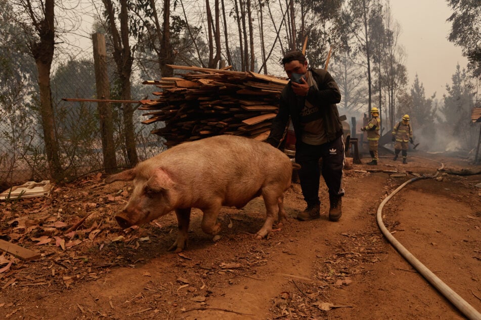 Ein Mann bringt ein Schwein in Sicherheit, während Feuerwehreinheiten den Waldbrand bekämpfen.