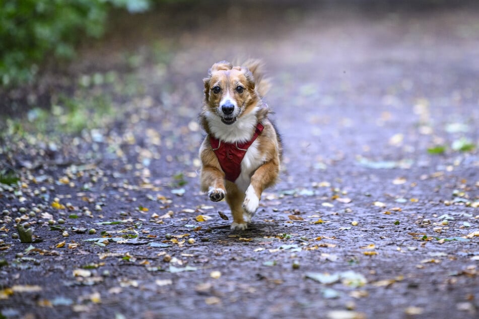 Molly (7) liebt es, durch den Chemnitzer Zeisigwald zu rennen.