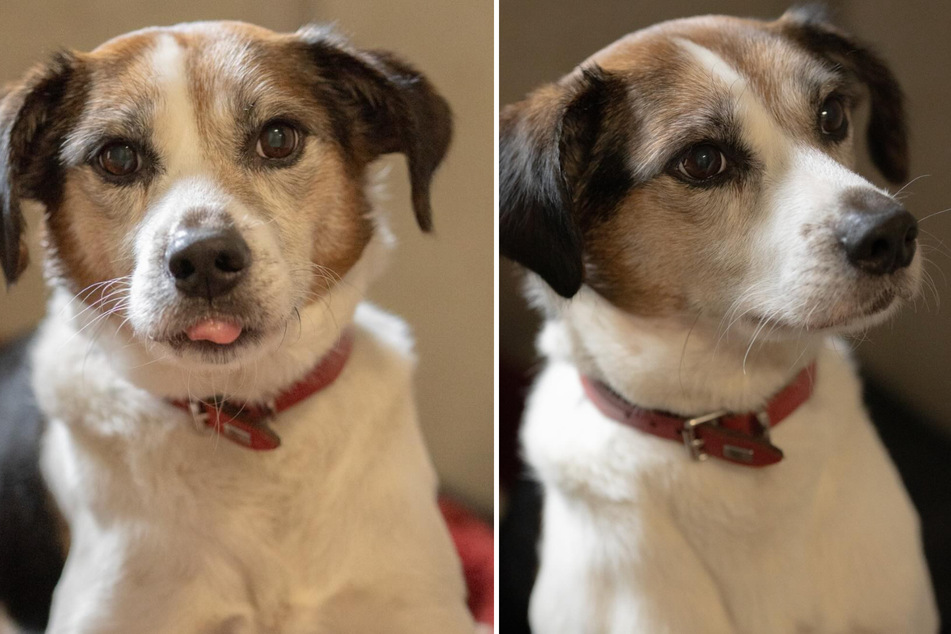 Liebenswerter Hunde-Opi sucht dringend ein Zuhause: Findet er noch sein Glück?