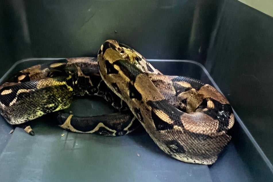 Im Harz wurde am Sonntag eine Boa Constrictor gefunden.