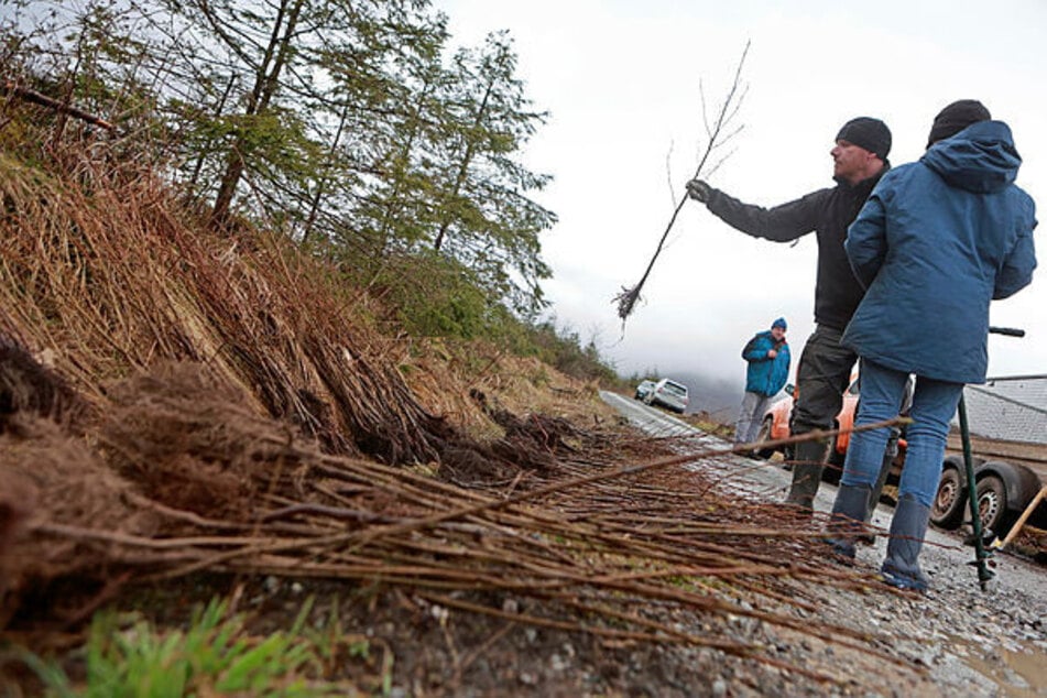 Freiwillige halfen am Samstag bei der Wiederaufforstung einer gerodeten Waldflächen in Schierke.