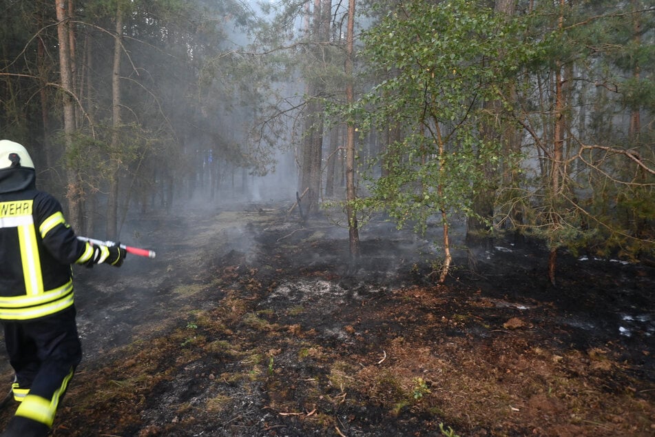 Nach Waldbrand in der Altmark: Polizei sucht Zeugen