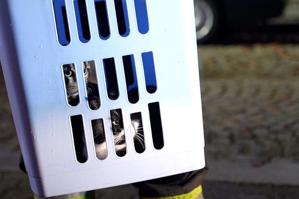 Insgesamt konnten drei Katzen sicher aus dem brennenden Haus gerettet werden.