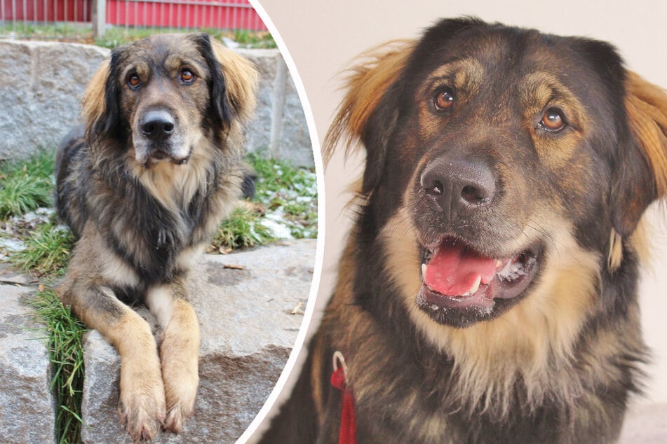 Besonderer Hund schon zum zweiten Mal im Tierheim: Findet Pascha sein Happy End?