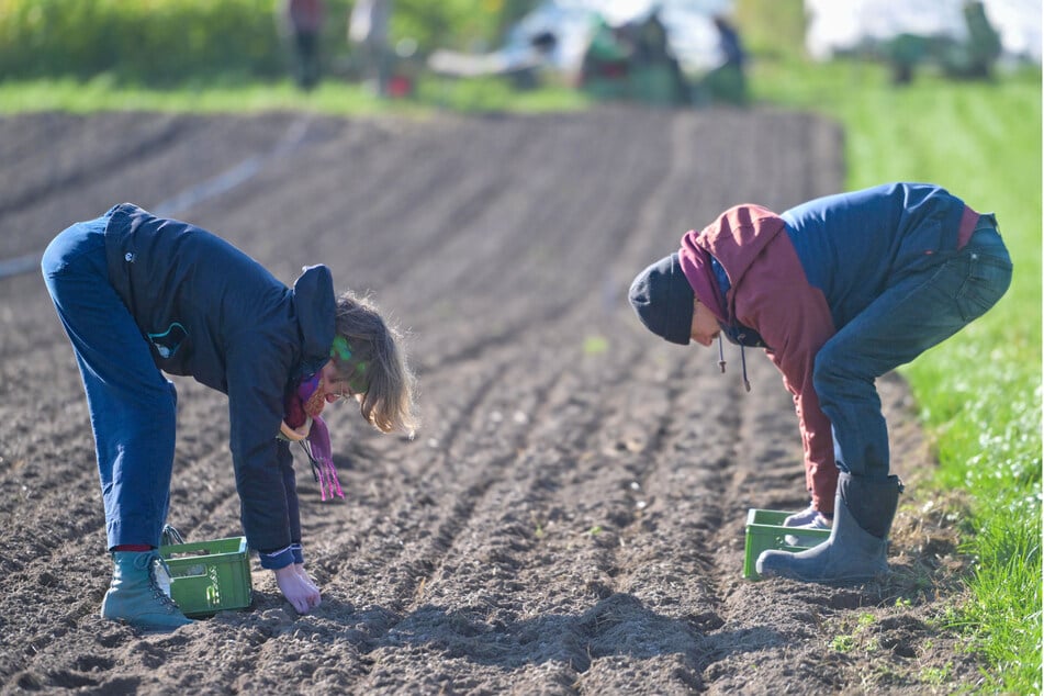 Mathilde (20) und Martin (45) stecken Knoblauch auf dem Feld.