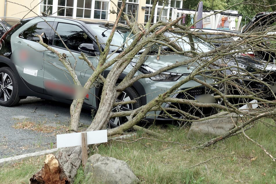 In Pirna beschädigte ein Baum zwei Autos.