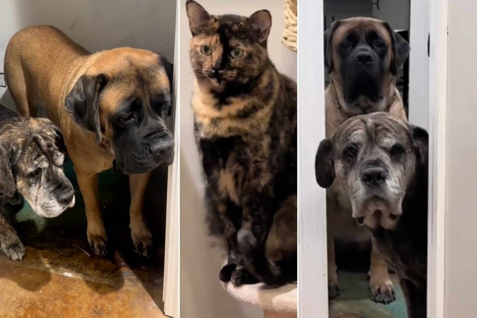 Dogs Phyllis and Murphy got a rude awakening when their owners informed them that they'd be getting a new cat sibling in this viral TikTok video!