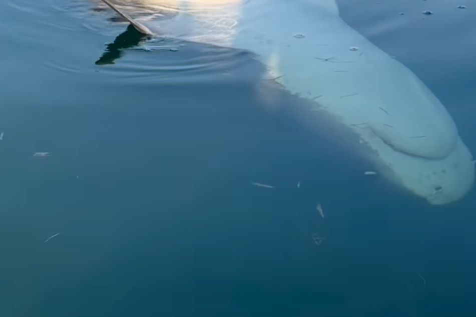 Tigerhai schwimmt vor Fischerboot, dann macht er Faxen