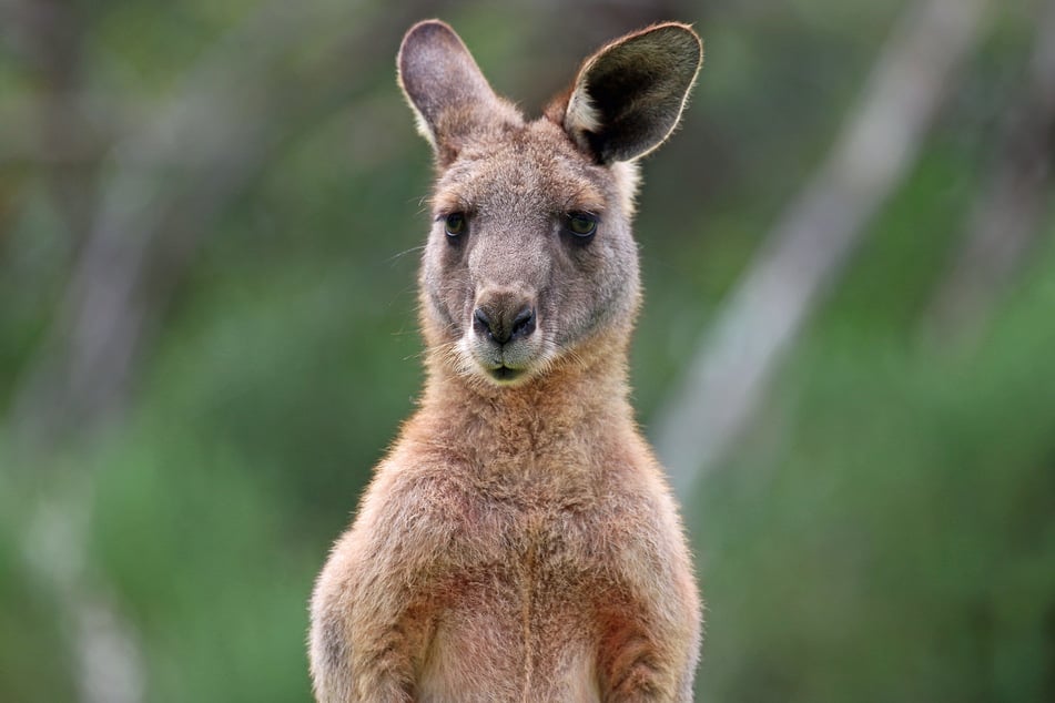 Scientists in Australia say they have produced a kangaroo embryo through in vitro fertilization in a world first (stock image).