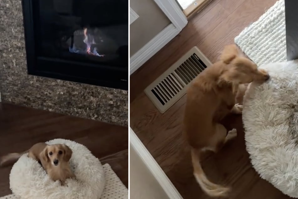 Dog wants to sunbathe outside – his reaction to the gloomy weather is hysterical!