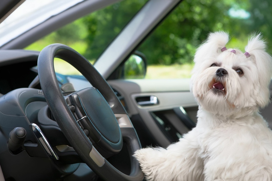 So kuschelig so ein Malteser auch ist, das Fell ist hauptverantwortlich, wenn es im Auto stark nach Hund riecht.